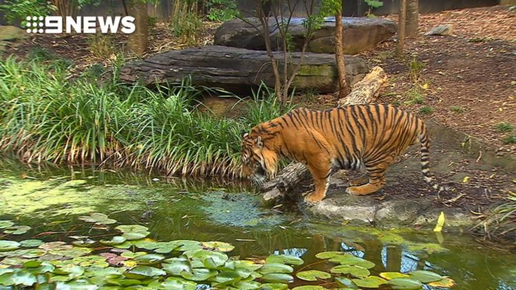 Zookeeper Killed by Rare White Tiger in Japan