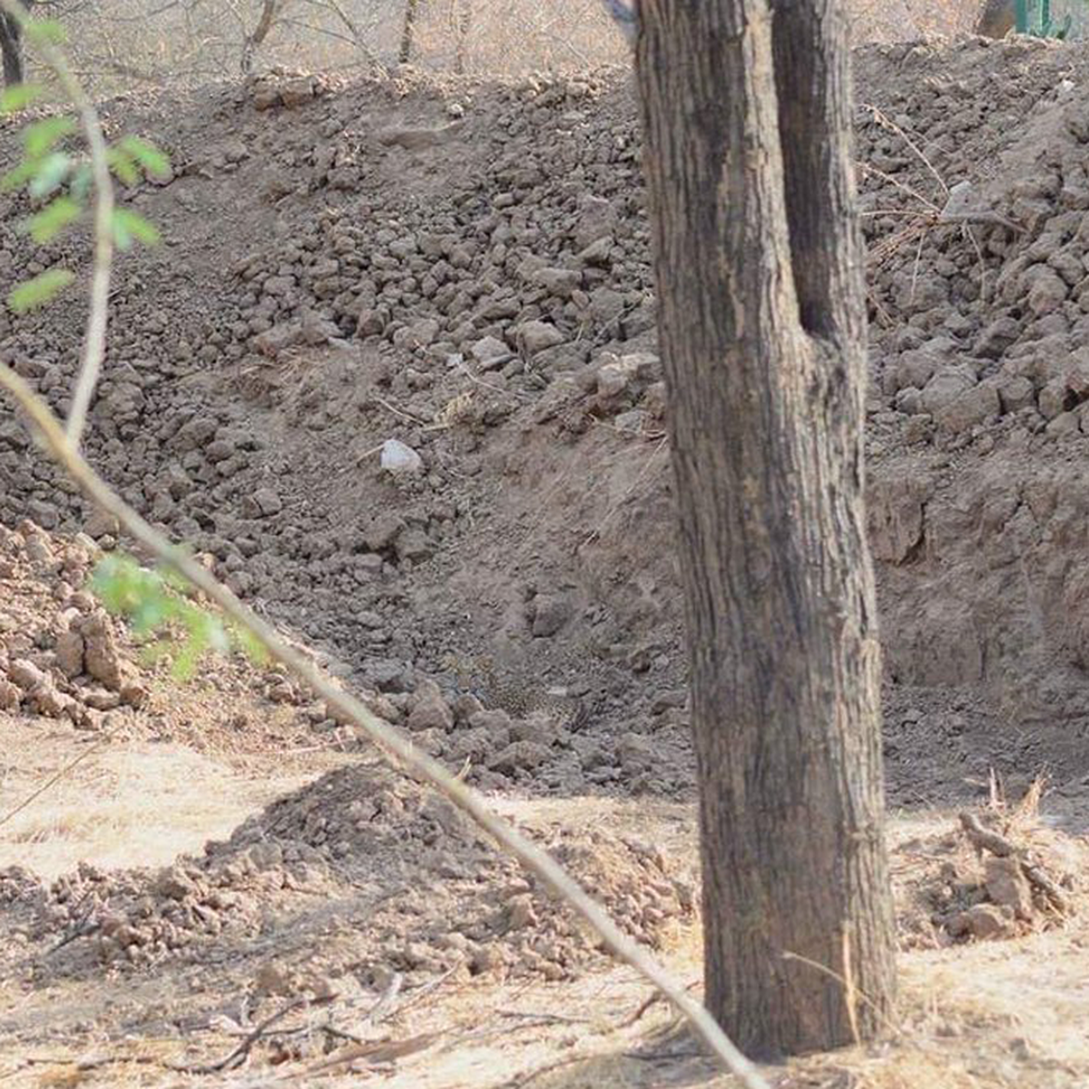 Camouflage Leopard Photo