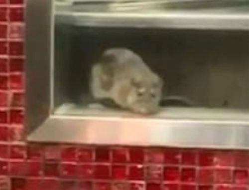 The large rat on a kitchen benchtop inside Din Tai Fung, a popular dumpling restaurant in the food court of Westfield in Sydney's CBD. 