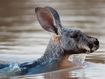 Wildlife trying to keep their heads above water in NSW floods
