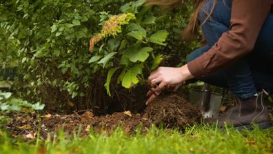 Gardening The Garden Gurus winter