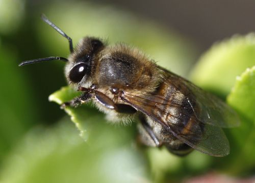 A swarm of 80,000 Africanised bees stung a cleaning lady at a home in California this week. Picture: AAP