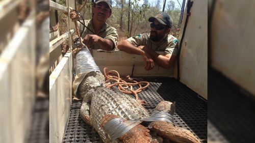 Two saltwater crocodiles caught in Broome in one day