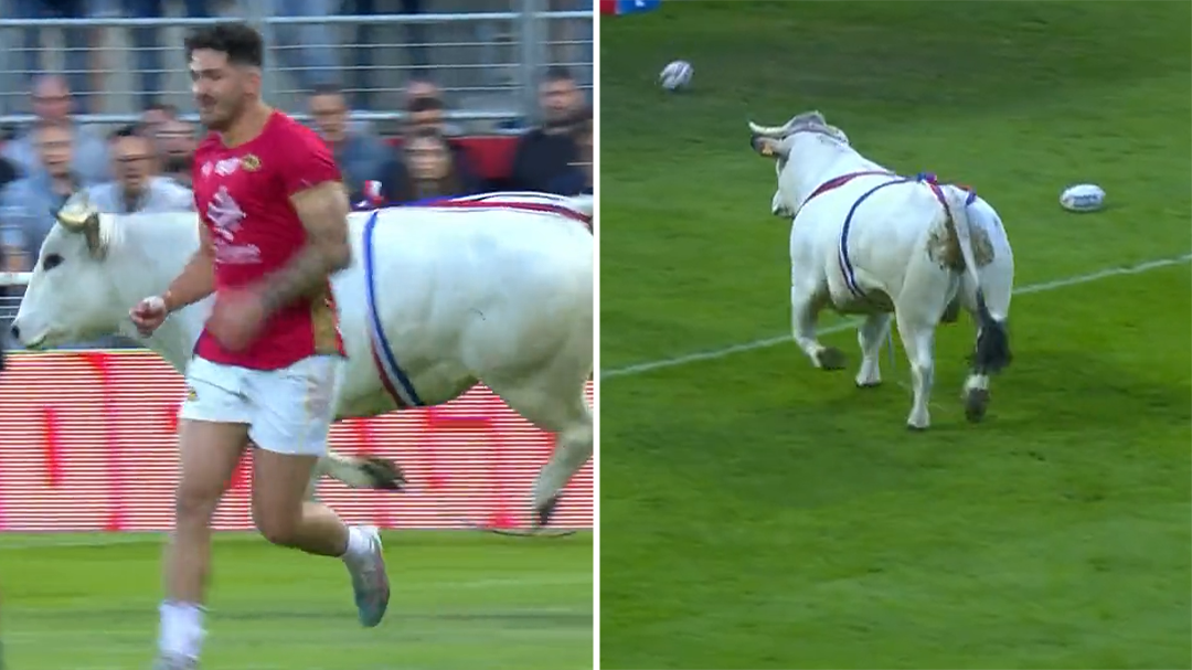 Pre-match entertainment turns wild as raging bulls chase Catalans players off the field