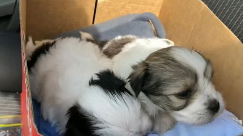 The four-week-old Maltese Shitzus are recovering with their mother after allegedly being stolen earlier this month.