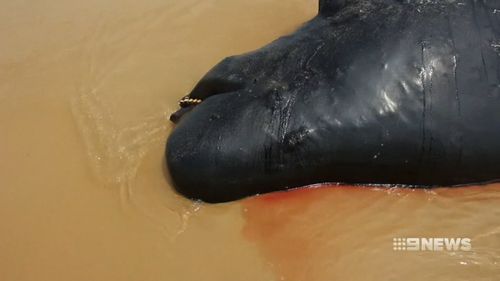 Locals have been told to stay away from the remote beach in Far East Gippsland.