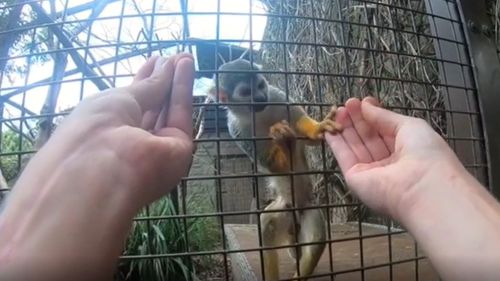 M﻿onkeys with human-like hands fall are more likely to fall for a simple magic trick than primates without opposable thumbs.