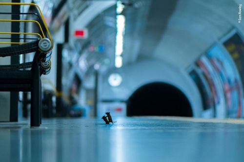 This striking image of mice scrapping in a subway tunnel has won His image, Station Squabble, is the recipient of the Wildlife Photographer of the Year LUMIX People's Choice Award.