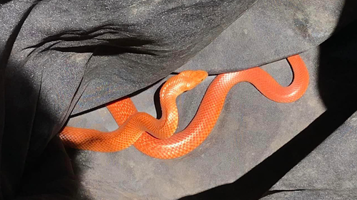 This orange eastern brown snake was caught in Hinkler, Queensland.