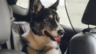 Dog sitting in back seat in harness when traveling in car Cute dog