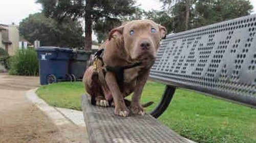 Poly sitting on the park bench it was abandoned on. (Foreverhome Petrescue)