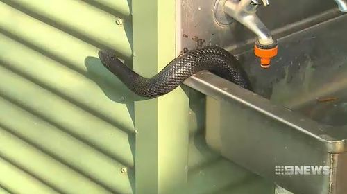 Residents are being urged to take care as warm weather means an increase in snakes.