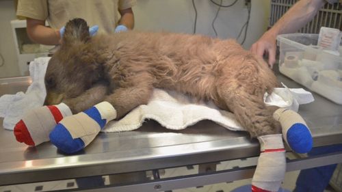 The bear cub is responding well to treatment. Image: Supplied