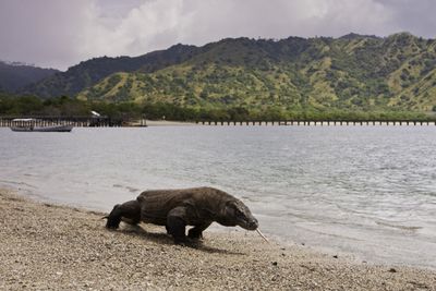 <strong>Komodo
National Park, Indonesia</strong>