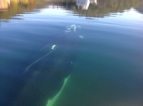 The whale swam calmly around the boat. (Supplied)