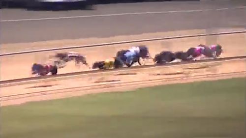 The duck flies directly in the path of the racing greyhound (Image: YouTube/SA Race Replays)