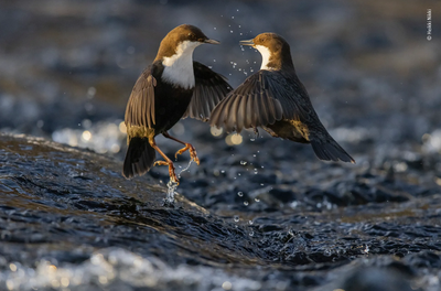 Heikki Nikki's submission to Wildlife Photographer of the Year