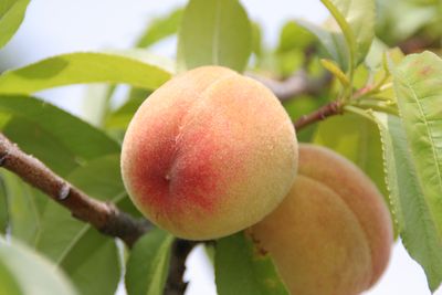 <strong>Peaches</strong>