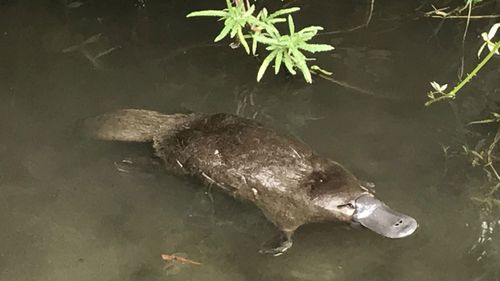 A platypus spotted in the rivulet in South Hobart.