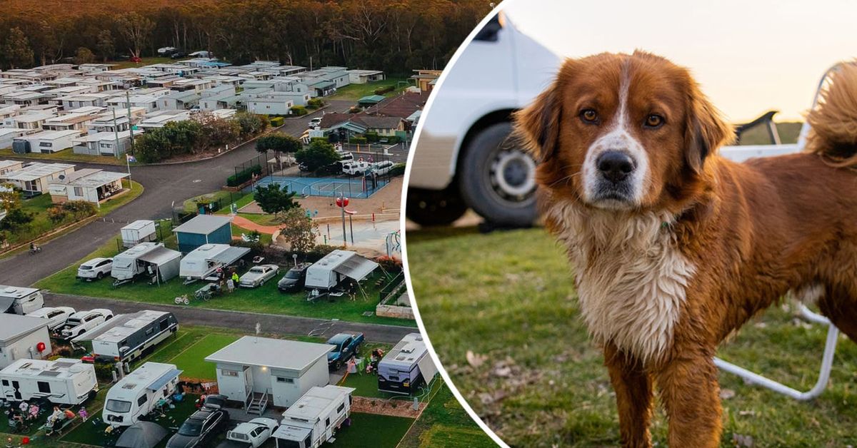 Dog-friendly Caravan Parks: Jane Was Banned From Bringing Her Dog t...