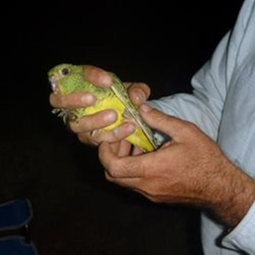 Pictured is the first live Night Parrot captured in more than 100 years.