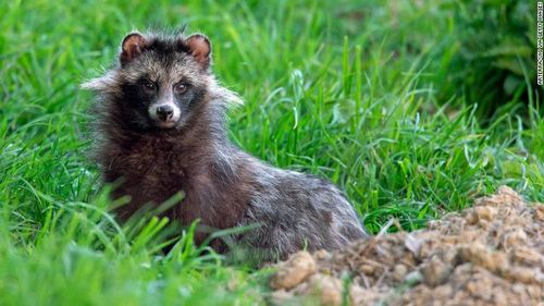 Raccoon dog (Nyctereutes procyonoides), invasive species in Germany emerging from its den.