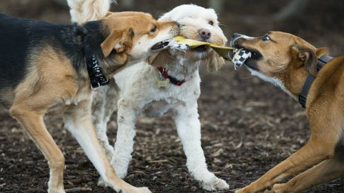 Research shows dogs get jealous when ignored by their owners