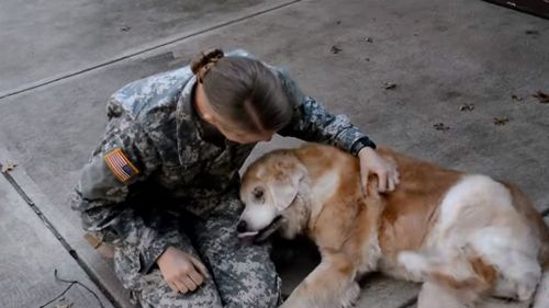 US soldier reunited with her elderly dog after leaving him for the first time to complete military training