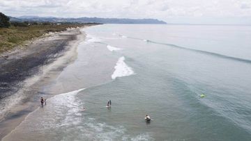 Waihī Beach and Bowentown have had an increase of shark sightings including a great white shark.