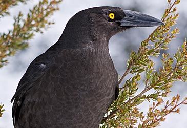 The black currawong is endemic to what part of Australia?