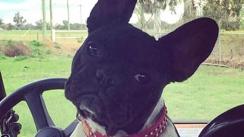 Jersey the French bulldog has been missing since January 20.