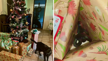 A pet cat left an &#x27;unexpected Christmas present&#x27; under a Hampton family&#x27;s tree; a red-bellied black snake. 