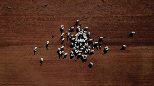 Ashley Gamble has had to cull his livestock by more than half due to crippling drought conditions. 