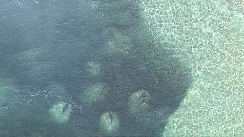 The sharks are captured chasing giant baitballs. (9NEWS)