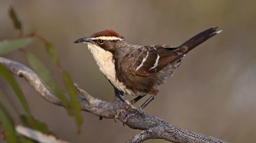 Scientists find Aussie songbird communicates in a similar fashion to humans