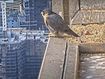 Peregrine falcons have started nesting atop a skyscraper in Melbourne&#x27;s famous Collins Street once again.