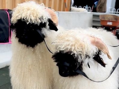 Valais Blacknose Sheep