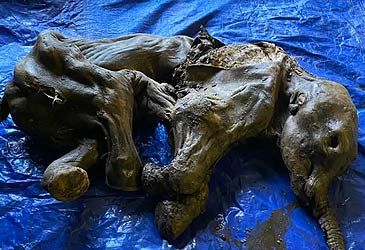 Where was this 35,000-year-old mummified woolly mammoth discovered?