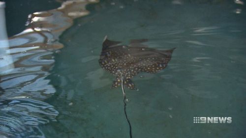 Freckle lives at the Sea Life Sydney Aquarium and opted for parthenogenesis to develop her own baby.