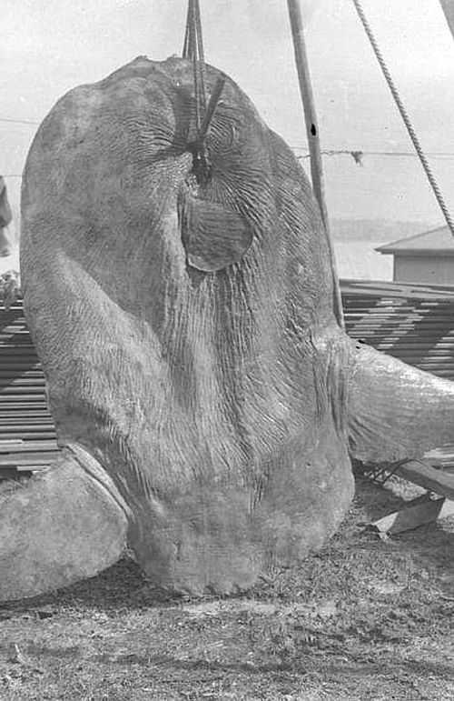 Old photograph showing a bump-head sunfish which was caught in Sydney's Darling Harbour in 1882. 