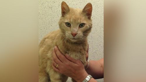 Lost Sydney cat found in animal shelter halfway around the world