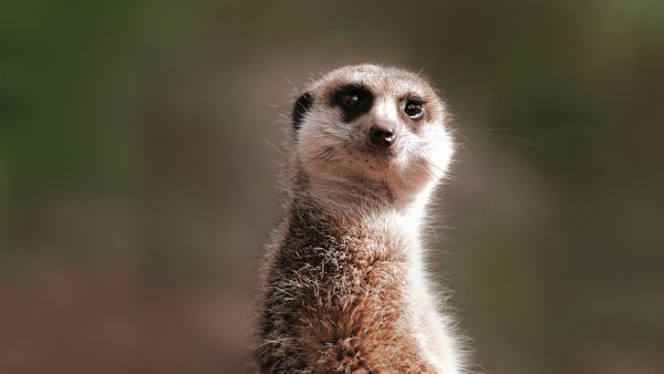 Meerkat Zoos Victoria