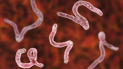 Some sufferers of irritable bowel syndrome and celiac diseases are self infecting themselves with hookworms, a practice the TGA has warned against.
