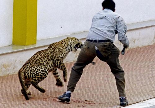 In 2016 three people were attacked when a leopard entered a school in Bangalore.