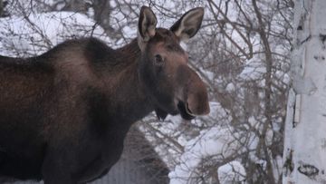 A moose in Anchorage, Alaska.