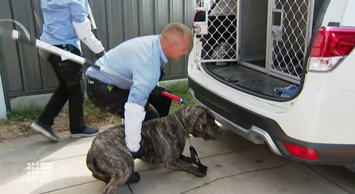 A two-year-old girl has been rushed to hospital after she was bitten on the head by her family dog in ﻿Adelaide's north-west.