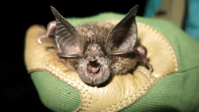 In the dense rainforests of Rwanda, African scientists have made a miraculous discovery.  They found a species of bat that hadn't been seen in 40 years;  Hill's horseshoe bat critically endangered.