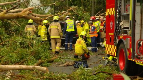 A man has died after tree fell on a car in Emu Plains. (9NEWS)