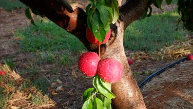 Nectarines ready to harvest for the Aussie stone-fruit season