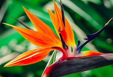Strelitzia reginae is better known by what common name?